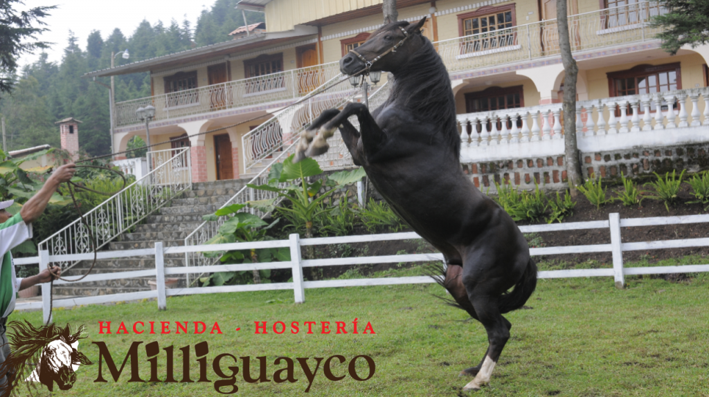 Caballo de paso